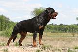 ROTTWEILER 251